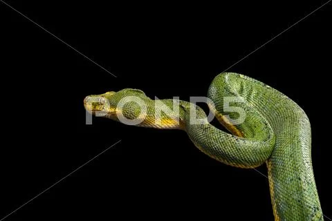 Green Tree Python. Morelia viridis. Isolated black background Stock Photos