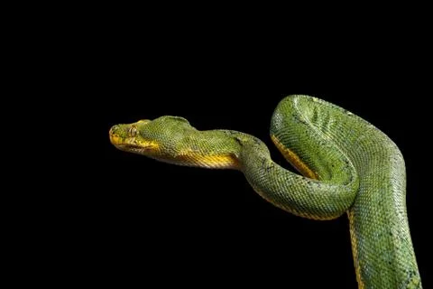 Green Tree Python. Morelia viridis. Isolated black background 스톡 사진