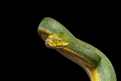 Green Tree Python. Morelia viridis. Isolated black background Foto stock