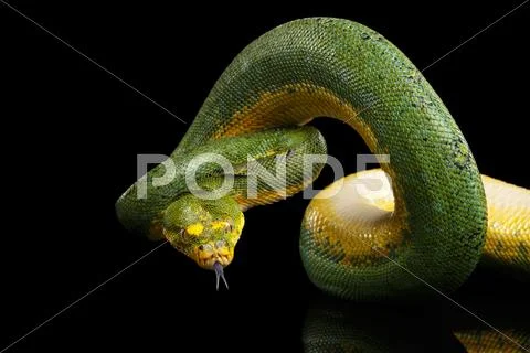 Green Tree Python. Morelia viridis. Isolated black background Stock Photos