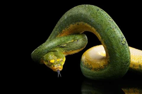 Green Tree Python. Morelia viridis. Isolated black background 스톡 사진