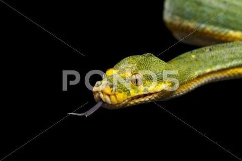 Green Tree Python. Morelia viridis. Isolated black background Stock Photos