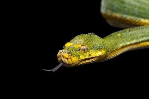 Green Tree Python. Morelia viridis. Isolated black background Stockfoto's