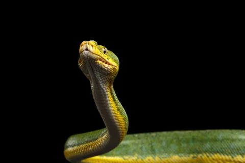 Green Tree Python. Morelia viridis. Isolated black background 스톡 사진