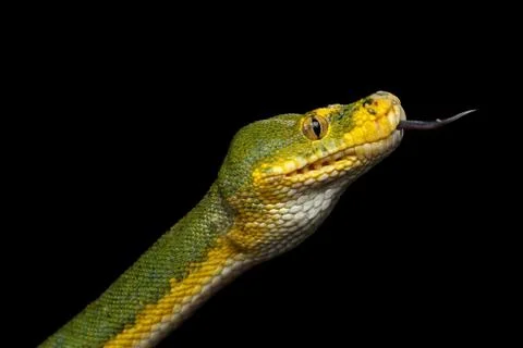 Green Tree Python. Morelia viridis. Isolated black background Photos