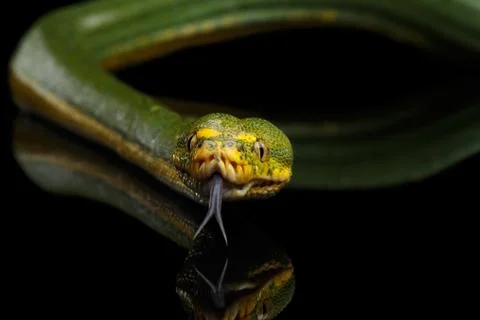 Green Tree Python. Morelia viridis. Isolated black background 스톡 사진