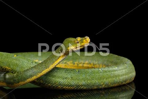 Green Tree Python. Morelia viridis. Isolated black background Stock Photos