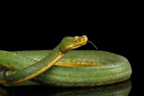 Green Tree Python. Morelia viridis. Isolated black background Stock Photos
