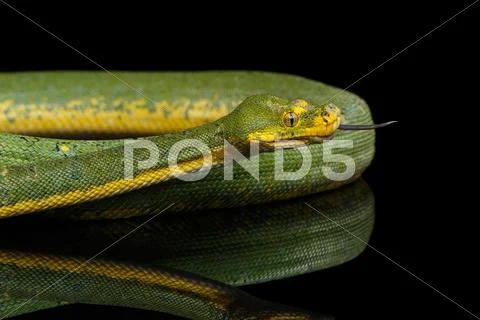 Green Tree Python. Morelia viridis. Isolated black background Stock Photos