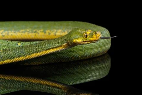 Green Tree Python. Morelia viridis. Isolated black background 스톡 사진