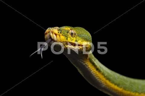 Green Tree Python. Morelia viridis. Isolated black background Stock-Fotos