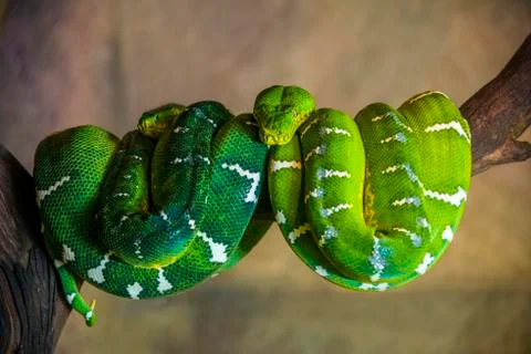 Green tree Python Morelia viridis rolled up on a branch captive Singapore zoo Stock Photos