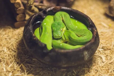 Green tree python Morelia viridis. Young green snake folded Photos
