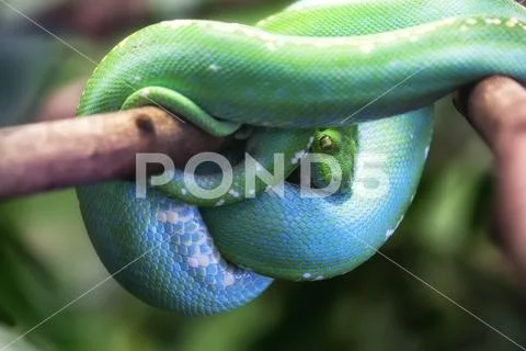 Green tree python (Morelia viridis) Stock Photos