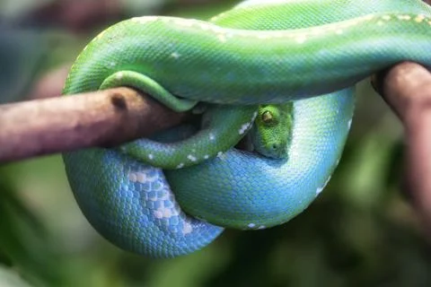 Green tree python (Morelia viridis) Stockfoto's