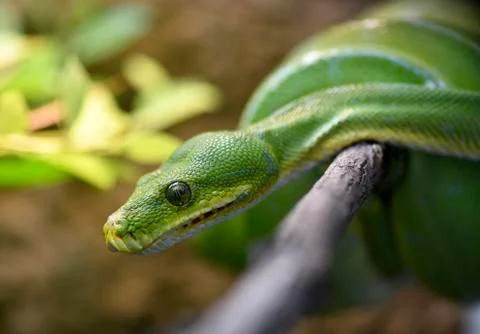 Green Tree Python Morelia viridis on branch captive Foto stock