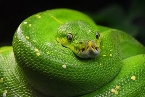 Green tree python (Morelia viridis) close up 스톡 사진