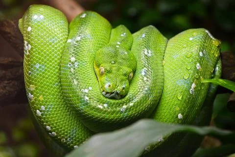 Green tree python (Morelia viridis) close up Foto stock