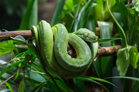 Green Tree Python, Morelia viridis Foto stock