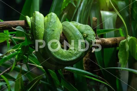 Green Tree Python, Morelia viridis Stock Photos