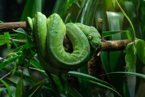 Green Tree Python, Morelia viridis Foto stock