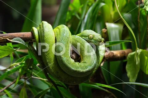 Green Tree Python, Morelia viridis Stock Photos