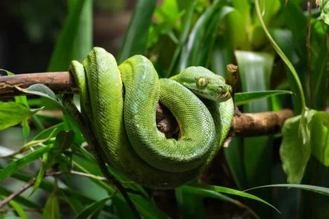 Green Tree Python, Morelia viridis 写真素材