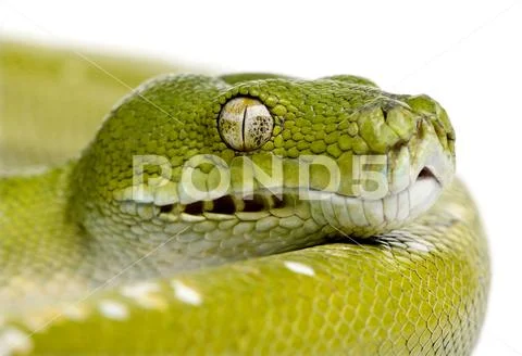 Green tree python - Morelia viridis (5 years old) Stock Photos