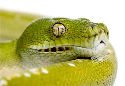 Green tree python - Morelia viridis (5 years old) 写真素材