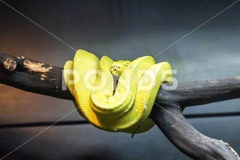 The green tree python - Morelia viridis - is a species of python. Living Stock Photos