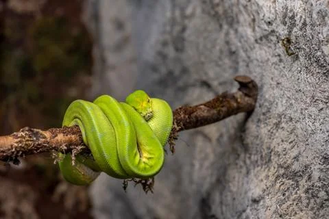 A green tree python (Morelia viridis) sleeps on a tree branch Stock Photos