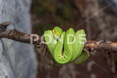 A green tree python (Morelia viridis) sleeps on a tree branch Stock Photos