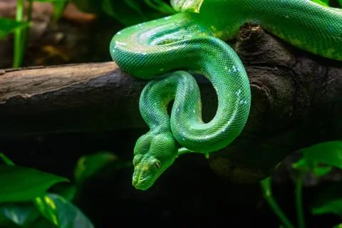 Green tree python (Morelia viridis) in zoo Barcelona Foto stock