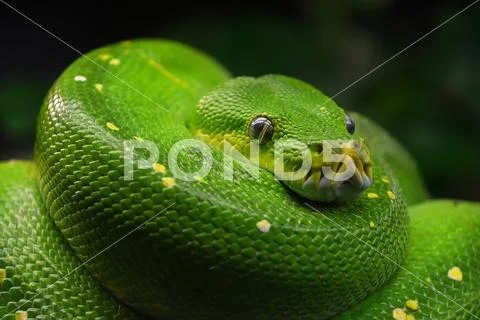 Green tree python (Morelia viridis) close up Stock Photos