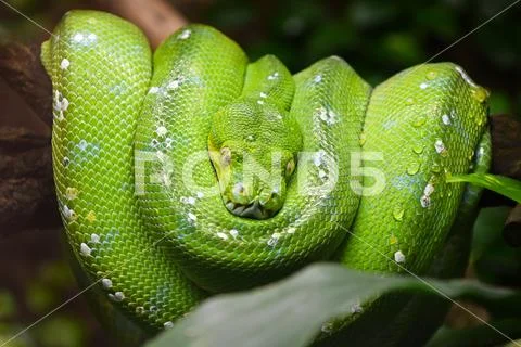 Green tree python (Morelia viridis) close up Stock Photos
