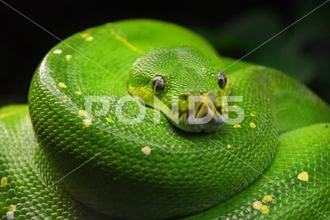 Green tree python (Morelia viridis) close up Stock Photos