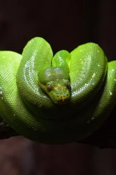 Green tree python - Morelia viridis 스톡 사진