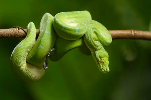 Green tree python (Morelia viridis) sorong locality 스톡 사진