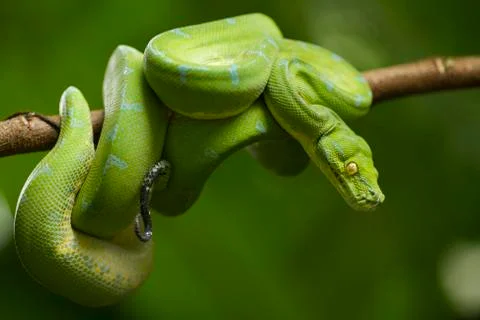 Green tree python (Morelia viridis) sorong locality Foto stock