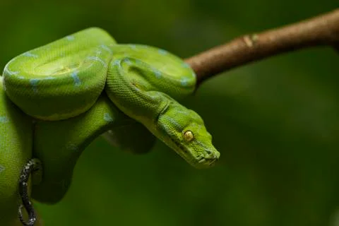 Green tree python (Morelia viridis) sorong locality Foto stock