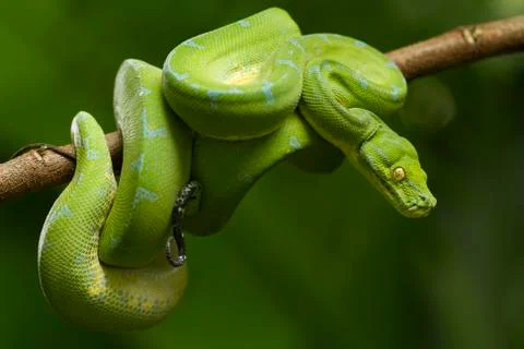 Green tree python (Morelia viridis) sorong locality Foto stock