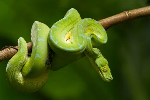 Green tree python (Morelia viridis) sorong locality Foto stock