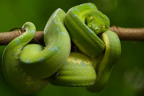 Green tree python (Morelia viridis) sorong locality Stock Photos