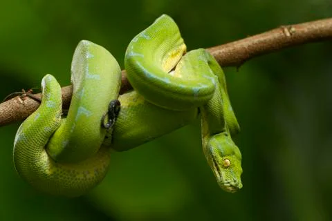 Green tree python (Morelia viridis) sorong locality Foto stock