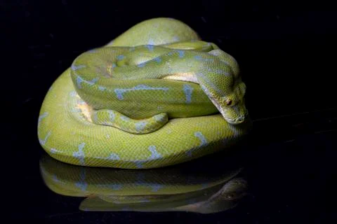 Green Tree Python (Morelia viridis) sorong locality isolated on black background Foto stock