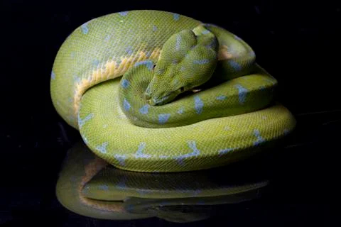Green Tree Python (Morelia viridis) sorong locality isolated on black background Foto stock