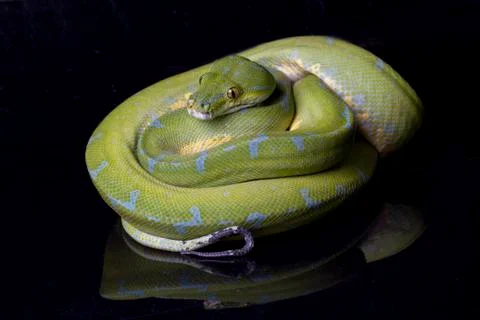 Green Tree Python (Morelia viridis) sorong locality isolated on black background Stock Photos