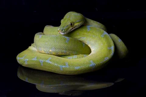 Green Tree Python (Morelia viridis) sorong locality isolated on black background Stock Photos