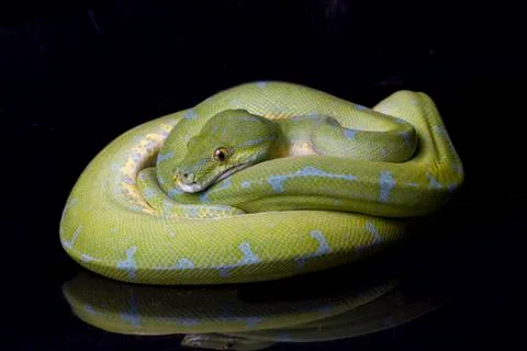 Green Tree Python (Morelia viridis) sorong locality isolated on black background Foto stock