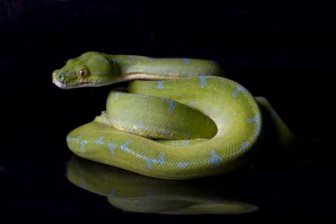 Green Tree Python (Morelia viridis) sorong locality isolated on black background Foto stock